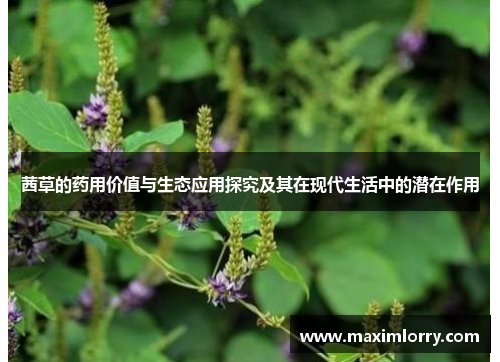 茜草的药用价值与生态应用探究及其在现代生活中的潜在作用