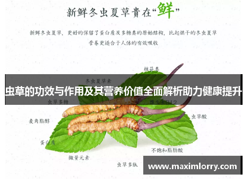 虫草的功效与作用及其营养价值全面解析助力健康提升