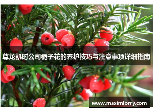 尊龙凯时公司栀子花的养护技巧与注意事项详细指南